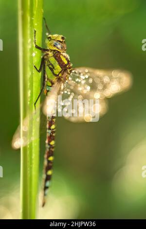 Aeshna cyanoa, Southern Hawker Dragonfly  Norfolk Royaume-Uni Banque D'Images