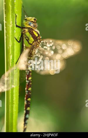 Aeshna cyanoa, Southern Hawker Dragonfly  Norfolk Royaume-Uni Banque D'Images