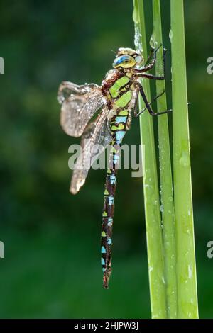 Aeshna cyanoa, Southern Hawker Dragonfly  Norfolk Royaume-Uni Banque D'Images