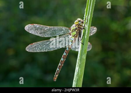 Aeshna cyanoa, Southern Hawker Dragonfly  Norfolk Royaume-Uni Banque D'Images