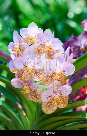 Vanda Orchid Wanda - Reine des orchidées, belle fleur pourpre organique fleurs d'orchidées pourpres fleurir dans un arrière-plan flou dans le jardin de la nature .Orchi Banque D'Images