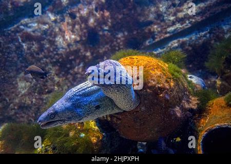 Deux murènes brunes d'aquarium dans le récif de corail.Gymnothorax espèce unicolore vivant dans l'est de l'océan Atlantique et en Méditerranée. Banque D'Images