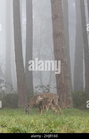 Une biche et son faon debout près d'une forêt brumeuse à Eugene, Oregon, USA. Banque D'Images