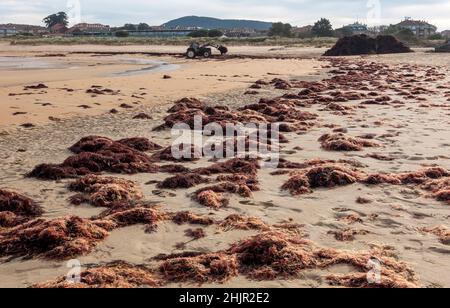 Soliers Red String Weed Solieria Chordalis lavé sur une plage de sable à Noja, Cantabrie, Espagne Banque D'Images