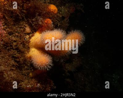 Une image de gros plan d'un homme mort mou de corail nourrissant des doigts ou Alcyonium digitatum. Photo des îles Weather, mer de Skagerrak, ouest de la Suède Banque D'Images