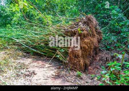 Forêt tropicale naturelle de jungle avec des bambous déracinés rentournés sur le sentier de randonnée et le chemin de Praia Lopes Mendes sur la grande île tropicale Ilha GR Banque D'Images