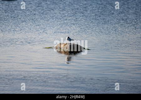 Un mouette sur une pierre dans une belle lumière de coucher de soleil.Photo de l'île d'Oland, en mer Baltique Banque D'Images