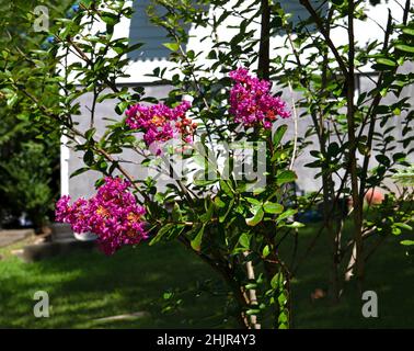 Crêpe, colza Myrtle au soleil.Gros plan de trois fleurs. Banque D'Images