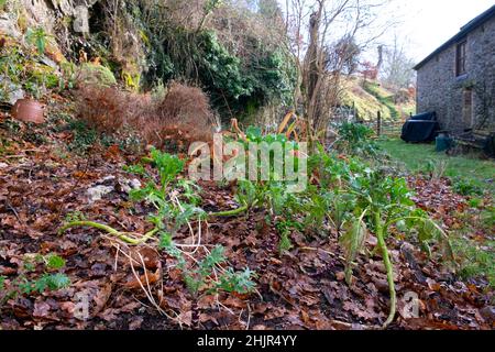 Pourpre cracher des brocolis avec des tiges de leggy croissant en janvier dans un jardin en hiver avec des feuilles d'automne paillage sol pays de Galles Royaume-Uni KATHY DEWITT Banque D'Images