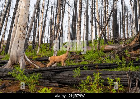 Cerf regardant la caméra dans une forêt morte brûlée de feu de forêt Banque D'Images