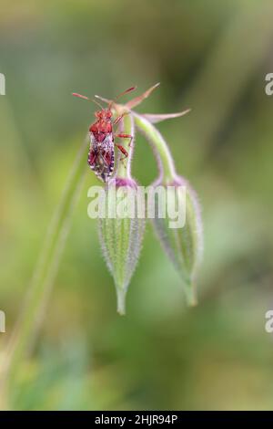 Le Rhopalus subrufus est une espèce d'insectes végétaux sans armogènes appartenant à la famille des Rhopalidae, sous-famille des Rhopalinae Banque D'Images