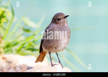 redstart noire femelle (Phoenicurus ochruros) perchée sur une roche à côté d'un ruisseau avec un fond clair Banque D'Images