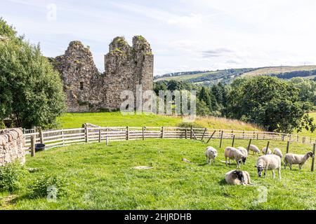 Moutons paissant à côté des ruines du château de Thirlwall du 12th siècle sur les rives de la rivière Tipalt près de Greenhead , Northumberland Royaume-Uni Banque D'Images