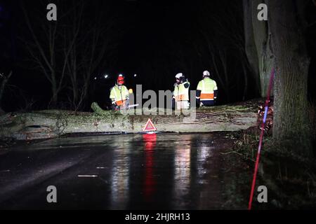 Storm Malik balaie la Suède samedi.Vents forts et vagues à Motala le samedi après-midi.Ici, le service de secours enlève les arbres soufflés de l'autre côté de la route au sud de Vadstena. Banque D'Images