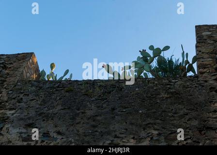 Poire verte avec fruits sur le dessus de la paroi en pierre avec ciel bleu Banque D'Images