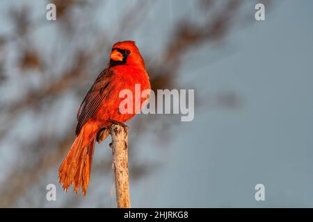 Cardinal rouge connaît la première lumière du matin. Banque D'Images