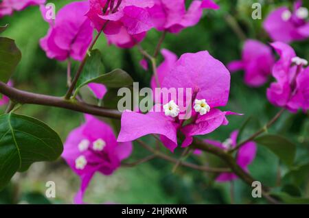 Plante rose de Bougainvillea avec fleurs dans un jardin Banque D'Images