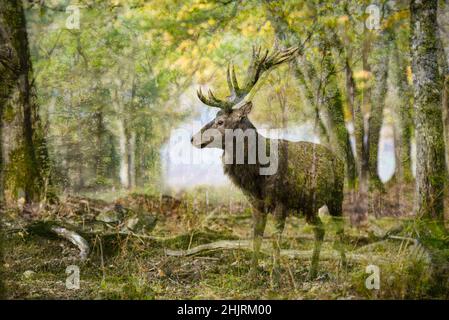 Double exposition d'un cerf dans un paysage forestier en France Banque D'Images