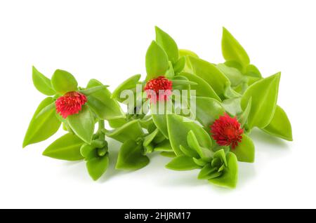 Plante d'iceplant Heartleaf avec des fleurs isolées sur blanc Banque D'Images