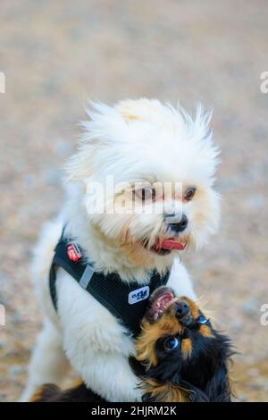 Deux jeunes chiens jouant dans le parc pour chiens Banque D'Images