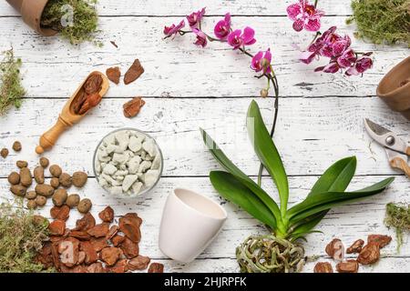 Fleurs d'orchidées Phalaenopsis.Pots de fleurs, écorce de pin, argile expansée, mousse et pelle pour planter des fleurs d'Orchidea dans des pots.Vue de dessus, plan d'appartement. Banque D'Images