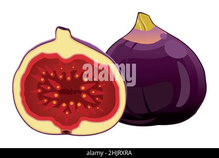 Figues mûres fraîches et réalistes sur fond blanc - illustration vectorielle Illustration de Vecteur