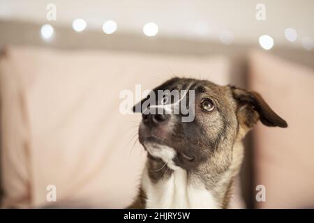 Chien regardant, husky, goberian, foyer sélectif Banque D'Images