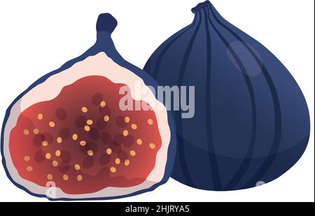 Figues mûres fraîches et réalistes sur fond blanc - illustration vectorielle Illustration de Vecteur