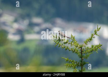 Une pipit d'eau (Anthus spinoletta) assise sur un mélèze, jour ensoleillé en été, alpes autrichiennes Banque D'Images