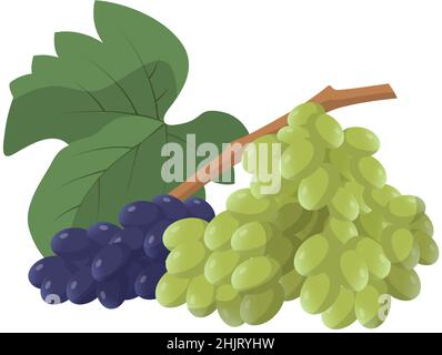 Raisins clairs et sombres mûrs et frais réalistes isolés sur fond blanc - illustration vectorielle Illustration de Vecteur