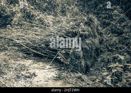 Image en noir et blanc de la forêt tropicale naturelle de la jungle avec des bambous déracinés rentournés sur le sentier de randonnée sur la grande île tropicale il Banque D'Images