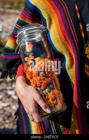 Femme tenant un pot de marigolds mexicains ou aztèques (Cempazuchitl), Tagetes erecta Banque D'Images