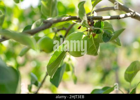 Pommes de Braeburn vertes sur branches d'arbre dans le jardin Banque D'Images