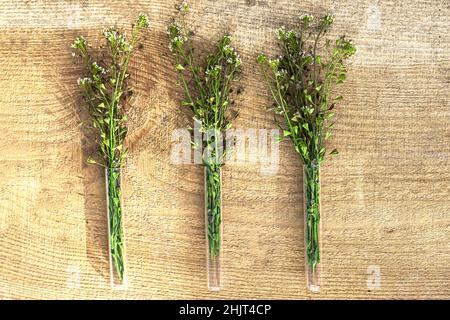 trois tubes à essai médicaux avec faisceaux bergers sac à main.Capsella bursa-pastoris coupe des parties de plantes pour la préparation de la médecine non traditionnelle de bursa Banque D'Images