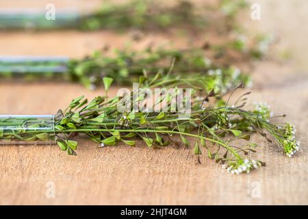 trois tubes à essai médicaux avec faisceaux bergers sac à main.Capsella bursa-pastoris coupe des parties de plantes pour la préparation de la médecine non traditionnelle de bursa Banque D'Images