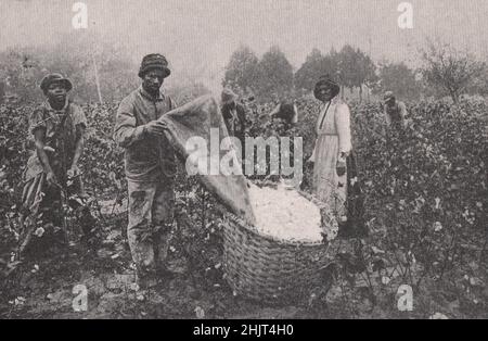 Scène de cueillette de coton dans une plantation de Caroline du Sud. Caroline du Sud. États-Unis (1923) Banque D'Images