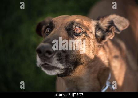 Portrait d'un Berger belge brun Malinois. Banque D'Images