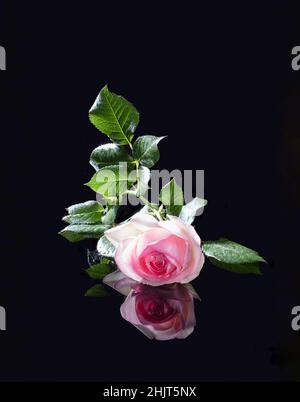 Rose délicat rose anglais osier de variété Eden sur fond noir avec réflexion. Été humeur Rose avec gouttes de pluie sur les pétales et l'éblouissement de Banque D'Images