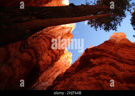 Les pins élevés qui s'élève parmi les roches orange et rouge du fond du parc national de Bryce Canyon dans l'Utah Banque D'Images