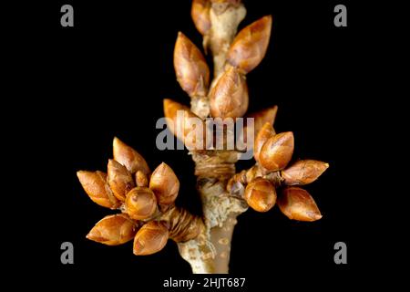 Cerisier sauvage (prunus avium), gros plan de la vie encore de grappes de feuilles et de boutons floraux poussant sur une petite branche isolée sur un fond noir. Banque D'Images