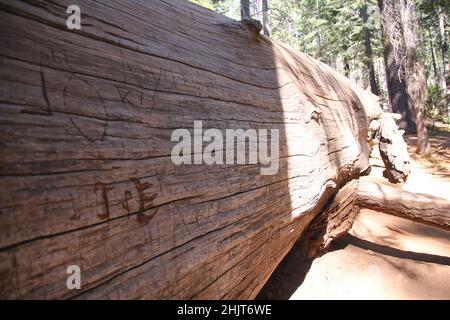 Le corps corbeau d'un grand arbre Sequoia dans le parc national de Yosemite en Californie Banque D'Images