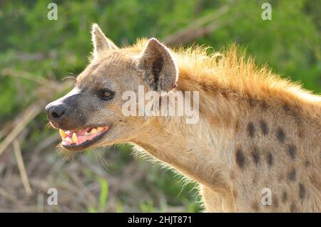 Hyènes tachetées dans le parc national Kruger, province de Mpumalanga, Afrique du Sud Banque D'Images