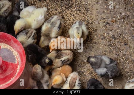 petits poulets dans une caisse dans un cimetière de péchage de grain Banque D'Images