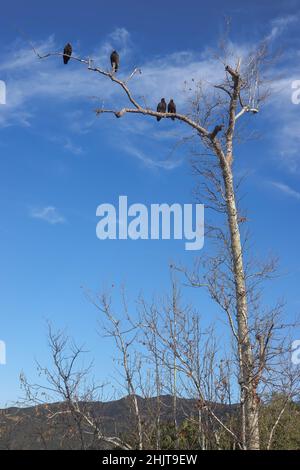 Vautours de dinde ( Cathartes aura ) perchés dans un arbre alors que le soleil du matin réchauffe leur corps Banque D'Images