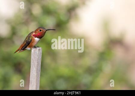 colibri d'allen , Sélasphorus sasin , homme adulte .Perchée dans un jardin du sud de la Californie. Banque D'Images