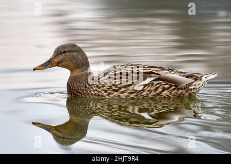 Canard colvert femelle, gros plan.Flottant paisiblement dans le lac.Belles ondulations avec miroir reflection.in l'eau.Genre Anas platyrhynchos. Banque D'Images