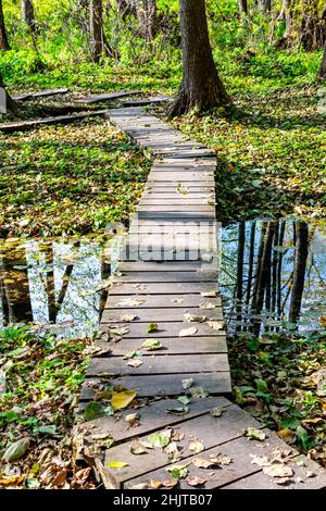 Pont en bois fait de planches de l'autre côté de la rivière dans la forêt.Feuilles tombées sur l'herbe verte.Mise au point sélective. Banque D'Images