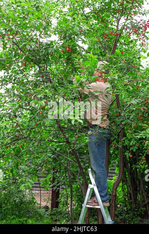 Un homme se tient sur un escabeau et cueille des cerises dans le jardin.Récolte à la datcha. Banque D'Images