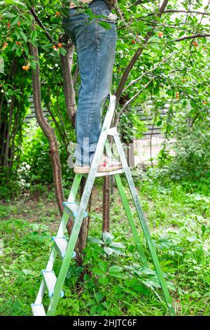 Un homme se tient sur un escabeau et cueille des cerises dans le jardin.Récolte à la datcha. Banque D'Images