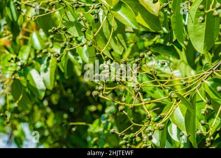 Noix de cajou vertes poussant sur un arbre.Zanzibar, Tanzanie Banque D'Images